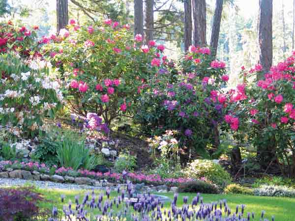 Rhododendron garden