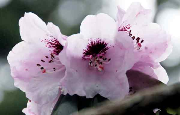 Henry McKenney Memorial 
Rhododendron garden