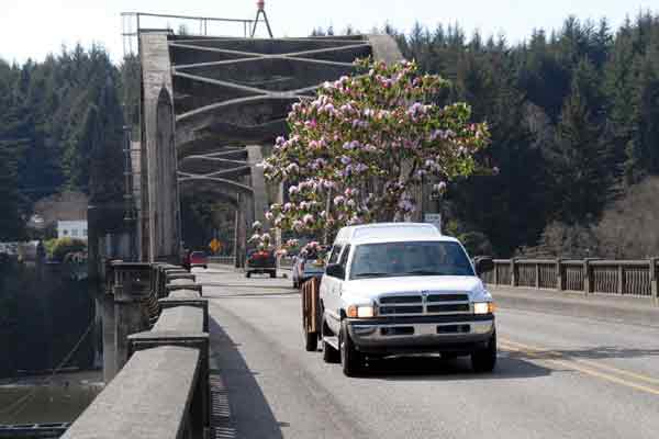 Transporting a rhododendron.