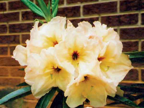 ('Janet Blair' x <i>R. decorum</i>, yellow) 
x 'Helen Vierra'