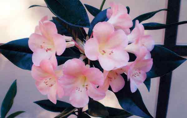 R. 'Easter Pastel'