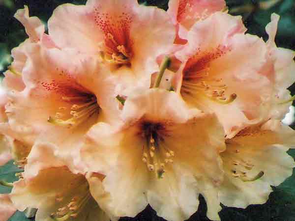 'Mary Belle' x 'Helen Vierra'