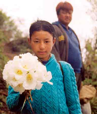 Fig. 2. Flowers for 
offering in monasteries.