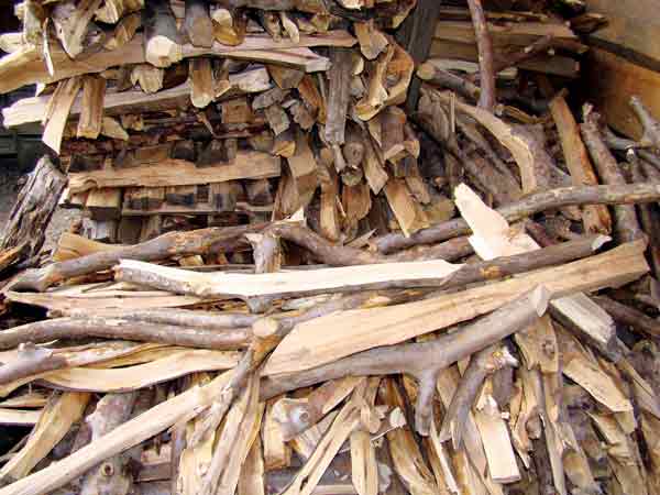 Fig. 3. Stock pile of 
rhododendron for fuelwood.