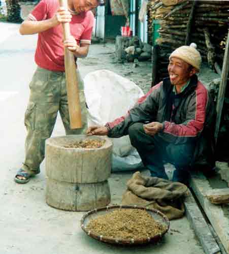 Fig. 4. Crushing of 
leaves of R. anthopogon to make incense.