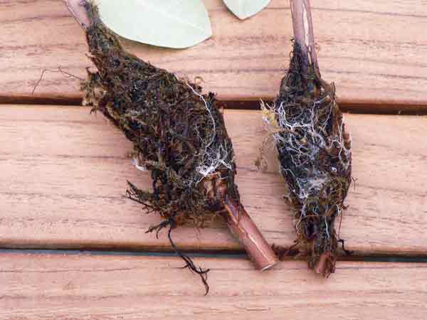 Four-month 
old air layer cutting, August 2006, from R. 'Janet Blair' showing roots