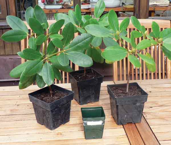 Repotting to a larger container in 
October 2006.