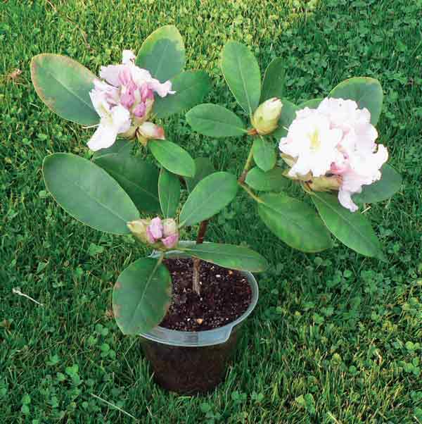 Photo 5: 'Janet Blair' air
layer cutting in bloom, end of May 2007