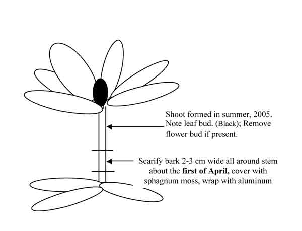 Fig. 1: How to prepare the cutting 
in early spring at the start of the air layering process