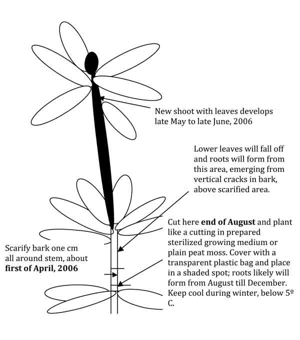 Fig. 2: Air layer cutting preparation.