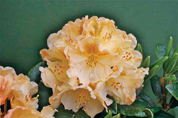 R. 'Golden Mist'