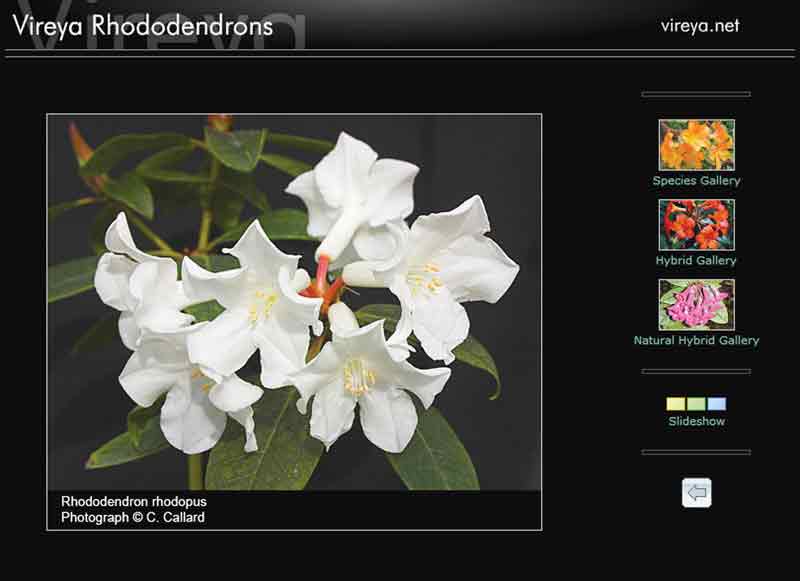 examples from the website for 
Rhododendron rhodopus