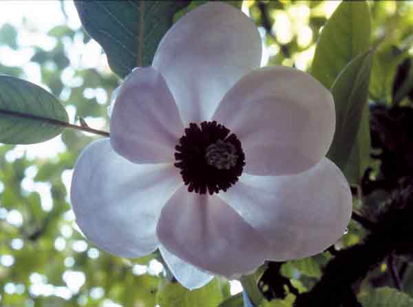 Magnolia wilsonii