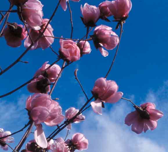 Magnolia 'Caerhay's Belle'