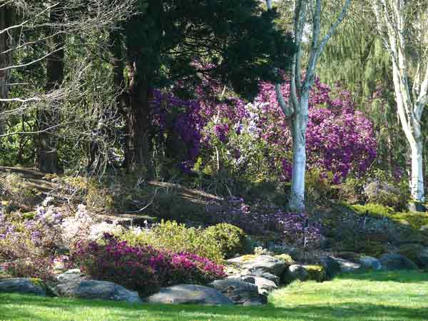 Sino-Himalayan Garden at the VanDusen 
Botanical Garden, was another field trip destination.