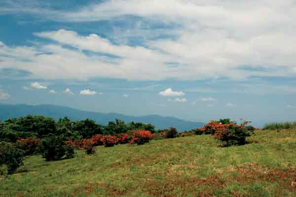 Gregory Bald, 2008