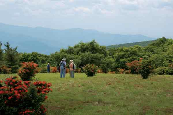 Gregory Bald, 2008