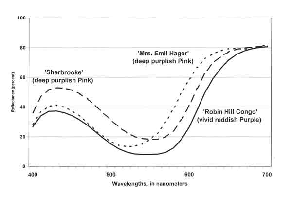 Fig. 4. Reflectance, by wavelength: 
purplish Pink and reddish Purple azaleas.