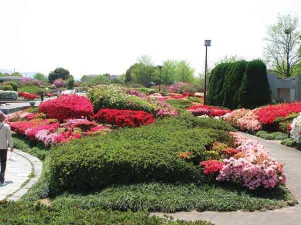 Photo 13. Kurume Hykunen Park