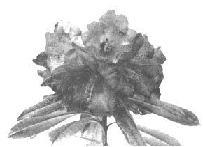 R. arboreum