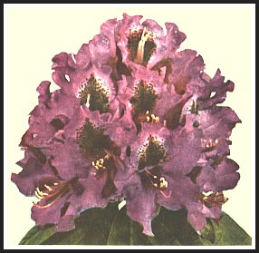 R. 'Purple Splendor'