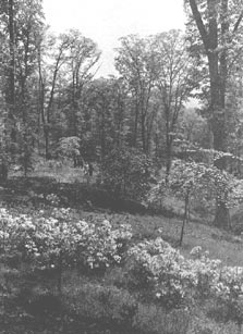 Mollis 
Hybrid Azalea with Dogwood