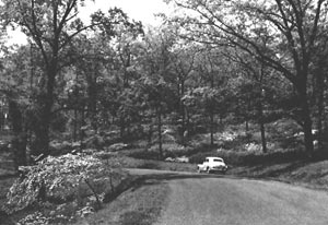 Glenn Dale Azaleas on the road to Mt. Hamilton