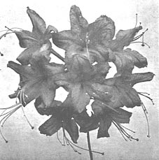 R. speciosum