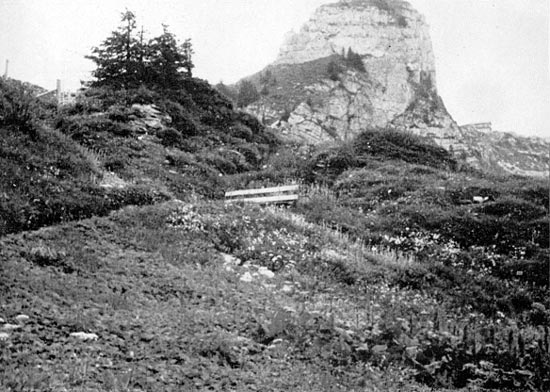 Alpine Garden at Schynige Platte