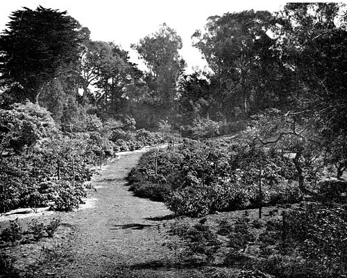 John McLaren Memorial Rhododendron Dell, Golden Gate Park