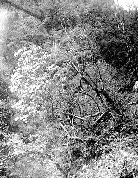 R. griffithianum in the Rydak Valley, Bhutan