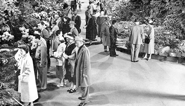 View of 1955 Seattle Rhododendron Show