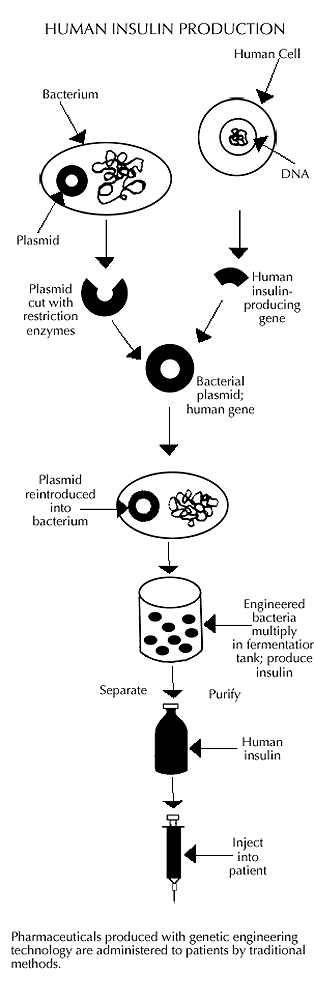 Human Insulin Production image