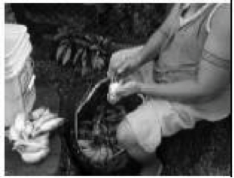 Fofo`e being used to peel bananas